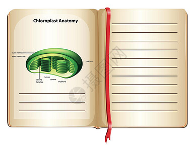 植物书签pag 上有叶绿体解剖学的书设计图片