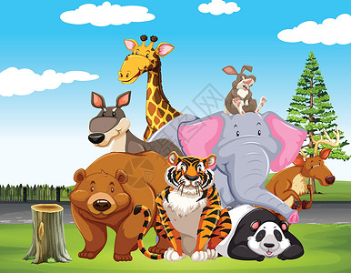 东部灰袋鼠野外的野生动物生物插图熊猫袋鼠卡通片濒危热带老虎异国动物插画
