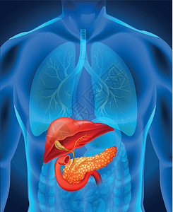 人体胰腺癌癌症卡通片图表教育x光解剖学器官医疗插图科学插画