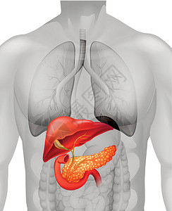 人类胰腺癌解剖学胰腺癌症疾病疼痛夹子身体图表艺术白色插画