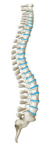 背骨显示 back pai 的脊柱图图表绘画曲线人体夹子卡通片白色生物插图神经插画