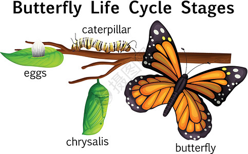 蝴蝶生命周期阶段插画