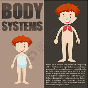 男孩和身体系统信息图表背景图片