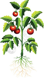 低热量树上的新鲜番茄插画