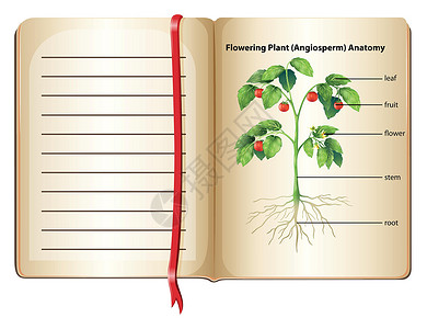 生命科学pag 上的开花植物解剖学插画