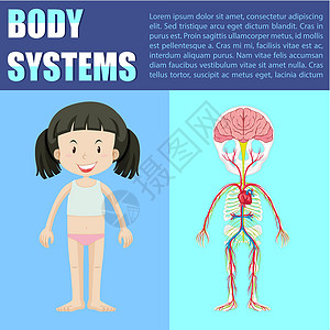 女孩的身体系统图医疗童年信息瞳孔绘画措辞卫生图表器官解剖学背景图片