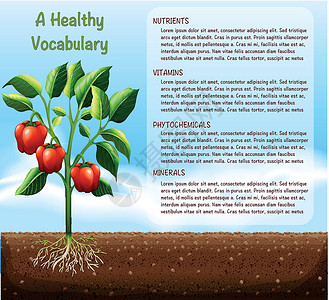 辣椒植物和文本设计背景图片