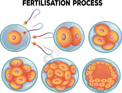 生命科学施肥过程示意图生命周期分裂夹子艺术图表剪裁生物绘画小路卡通片插画