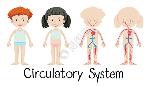 有循环系统图表的男孩和女孩背景图片