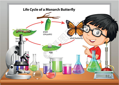 男孩捉蝴蝶男孩介绍蝴蝶的生命周期设计图片