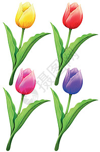 四种颜色的郁金香背景图片