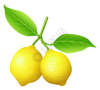 黄色树枝树枝上的新鲜柠檬绘画水果艺术花园树叶低热量夹子营养小路烹饪设计图片