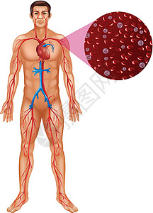 血液供应人体血液循环生物绘画生物学科学男人x光插图医疗健康夹子插画