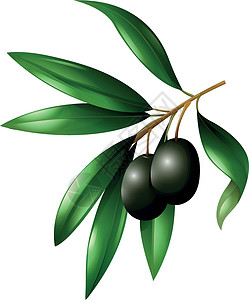 鲜橄榄树枝上的黑橄榄果插画