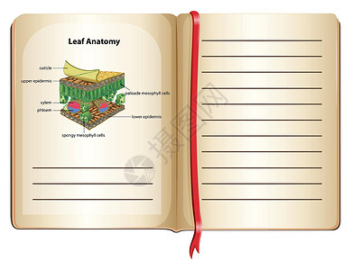 pag 上的笔记本和叶子解剖学背景图片
