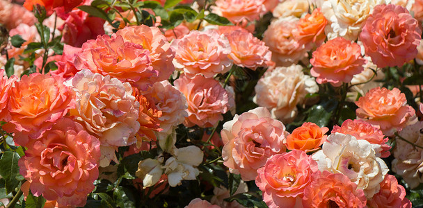在花园里放出一束美丽的玫瑰花热情园艺玫瑰纪念日感情香味公园婚礼植物群花瓣背景图片