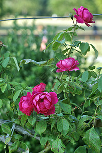 通过植被的玫瑰花背景图片