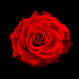 红玫瑰背景静态黑色宏观照片玫瑰红色植物背景图片