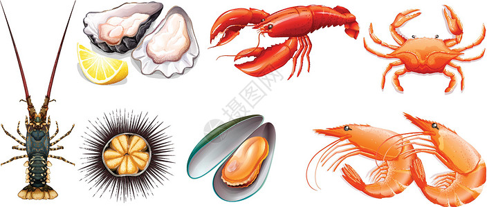 牡蛎肽套新鲜的海鲜哺乳动物肌肉艺术食肉龙虾剪裁热带绘画夹子食物插画