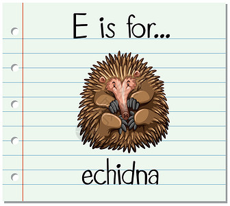 抽认卡字母 E 代表 echidn生物插图针鼹夹子刻字阅读写作字体教育动物插画