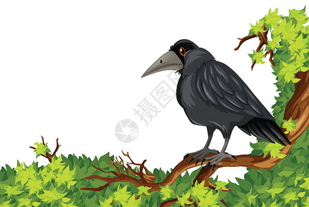 黑色的乌鸦站在树枝上的乌鸦插画