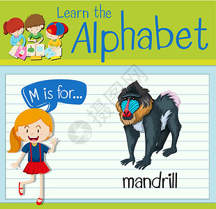 棉顶狨猴抽认卡字母 M 用于顶杆绘画生物孩子学校绿色热带活动教育卡片孩子们设计图片