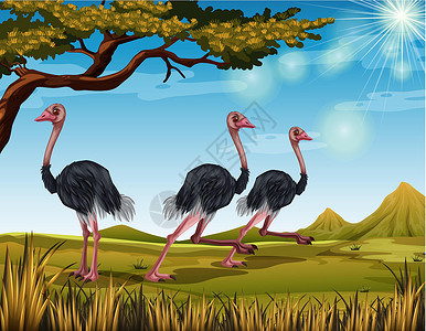奔跑的鸵鸟跑在领域的三只鸵鸟插画