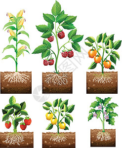 玉米根花园里的不同种类的植物插画