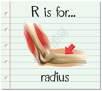 抽认卡字母 R 代表半径器官教育肌肉写作解剖学幼儿园卡片教育性拼写字体背景图片