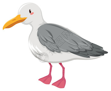 白色和灰色鸟有灰色和白色羽毛的海鸥插画
