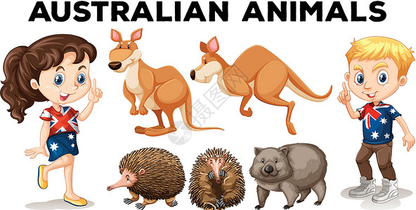 针鼹一套澳大利亚野生动物插画