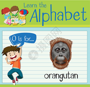动物代表抽认卡字母 O 代表猩猩活动动物绘画孩子们海报插图学校工作演讲白色设计图片