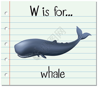 抽认卡字母 W 代表鲸鱼拼写绘画插图刻字游泳夹子字体哺乳动物纸板艺术背景图片