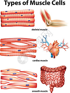 平滑肌显示肌肉细胞类型的图表生物学疾病夹子科学解剖学小路绘画器官人体癌症插画