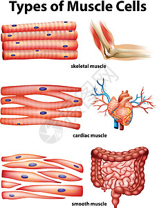平滑肌健康骨骼肌高清图片