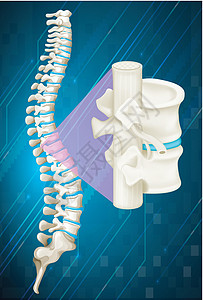 背骨蓝色背景上的脊椎骨插画