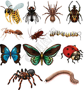 一套不同的野生昆虫图片