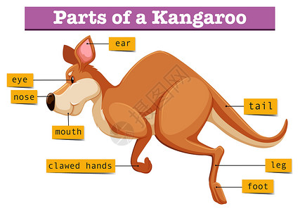 显示袋鼠部分的图表高清图片