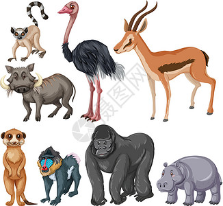 避蚊胺不同种类的野生动物动物绘画羚羊收藏插图银背鸵鸟哺乳动物河马大猩猩插画