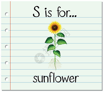 蛇根花抽认卡字母 S 是为向日葵闪光艺术绘画热带卡片纸板夹子幼儿园树叶写作设计图片