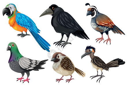 麻辣鹌鹑不同种类的野鸟动物金刚鹦鹉鸟类鹌鹑小路啄木鸟异国绘画情调团体插画
