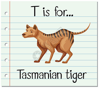 虎毛手写毛笔字抽认卡字母 T 代表塔斯马尼亚虎教育学习动物幼儿园热带生物拼写艺术字体英语设计图片