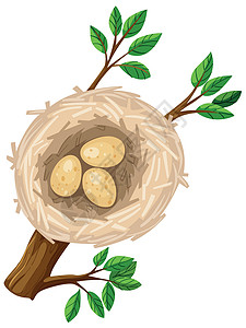 鸟巢里的三个蛋热带插图小路绘画树叶庇护所艺术孵化剪裁夹子背景图片