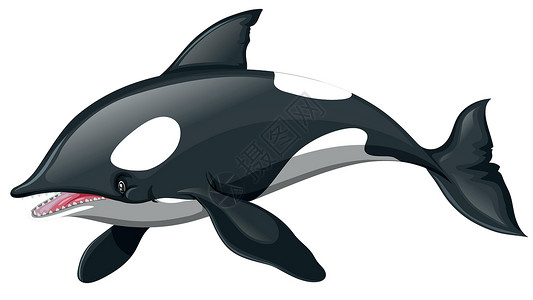 快乐的鲸鱼插图夹子绘画小路异国剪裁热带海洋野生动物生物插画