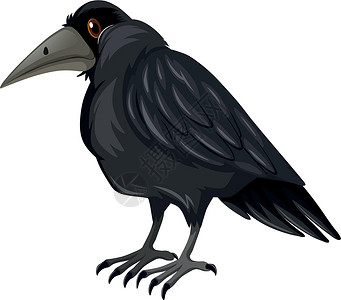 站在白色背景上的黑乌鸦插画