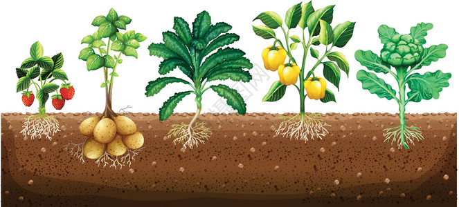 土豆地多种蔬菜种植在地面上插画