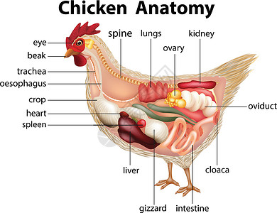显示小鸡解剖结构的图表高清图片