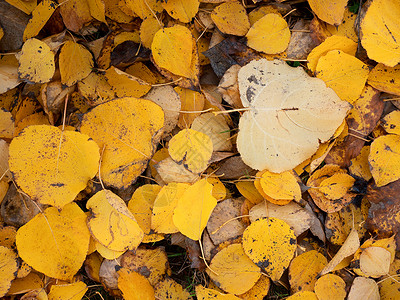 秋天橙色黄色杨树叶在地上 金碧玺背景图片