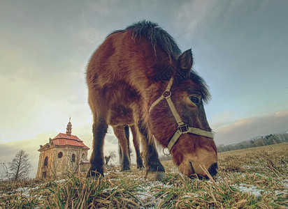 马在教堂附近或村庄附近的小教堂附近背景图片