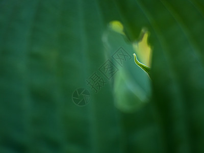 主办方计划叶形图示 红色树叶 黑绿色的叶子草本植物边框芭蕉标准百合园艺植物植物群车前子植物学背景图片